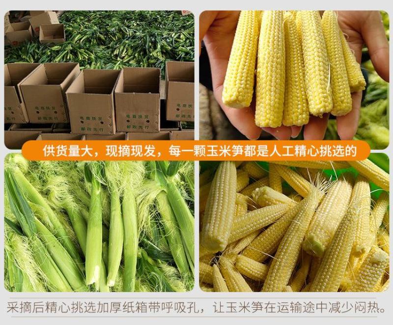 水果玉米笋玉米芯小玉米籽新笋心玉米须即食蔬菜寿司沙拉包邮