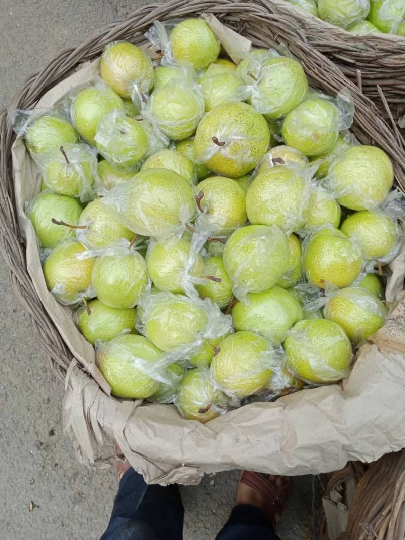 精品雪花梨河北雪花梨规格齐全按需分拣代收代发全国