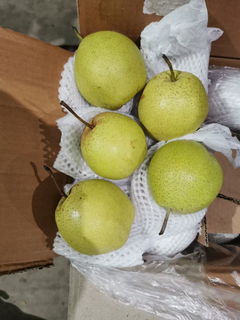 精品雪花梨河北雪花梨规格齐全按需分拣代收代发全国