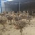 山东鸵鸟苗活体幼苗基地直供可开视频看货大量出售