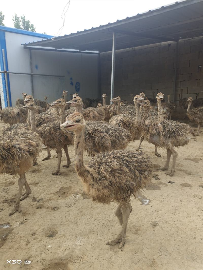 山东鸵鸟苗活体幼苗基地直供可开视频看货大量出售