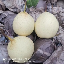 水晶梨河北赵县水晶梨冷库直发代收代发全国欢迎咨询