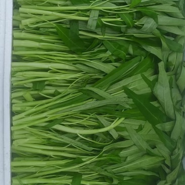 大量批发柳叶空心菜