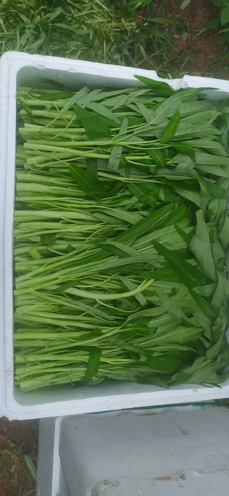 大量批发柳叶空心菜
