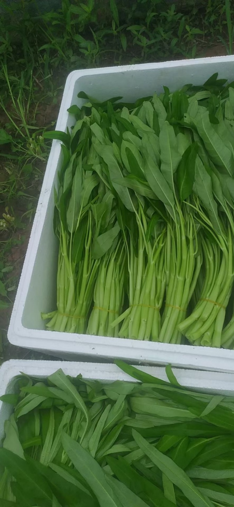 大量批发柳叶空心菜