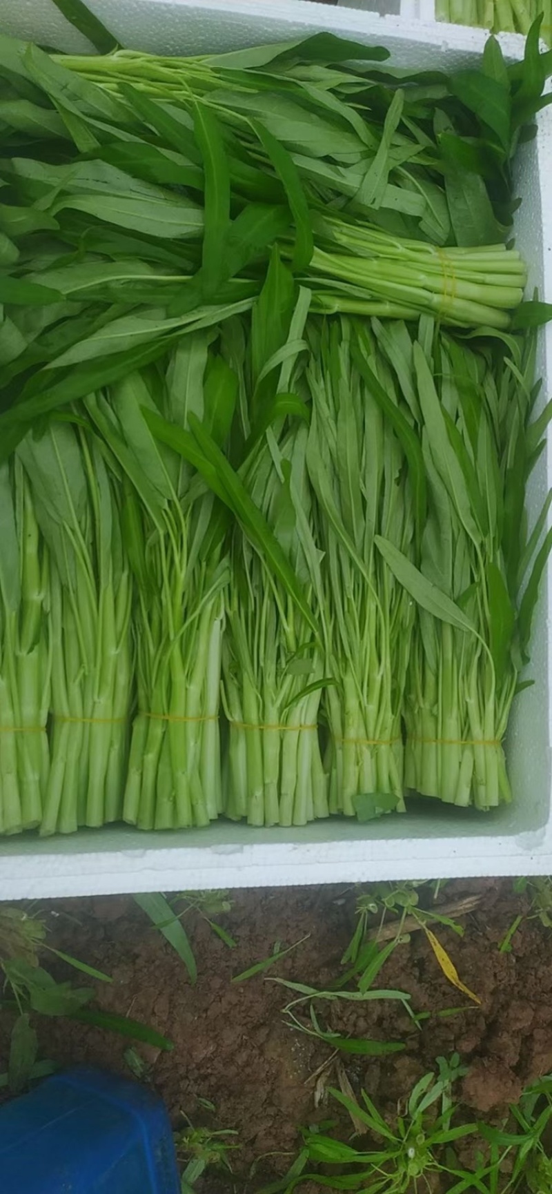 大量批发柳叶空心菜