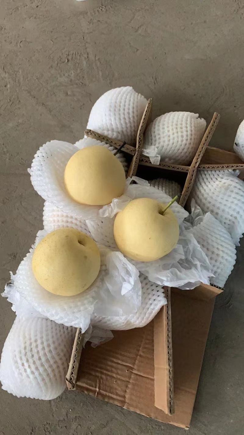 精品梨河北赵县皇冠梨冷库直发货源充足规格齐全