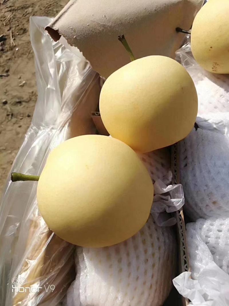 精品梨河北赵县皇冠梨冷库直发货源充足规格齐全