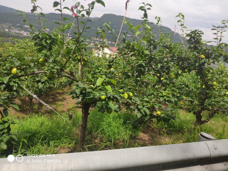 四川苍溪翠冠梨