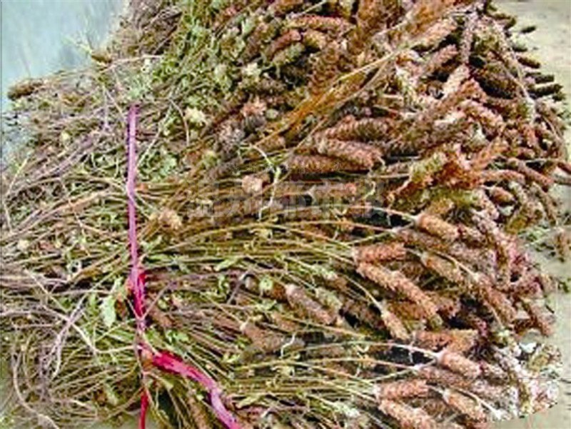 夏枯草