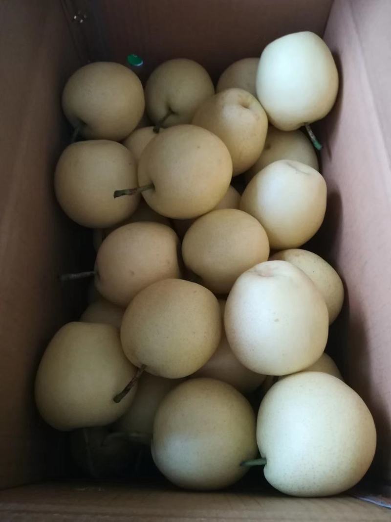 精品梨河北赵县皇冠梨冷库直发货源充足规格齐全