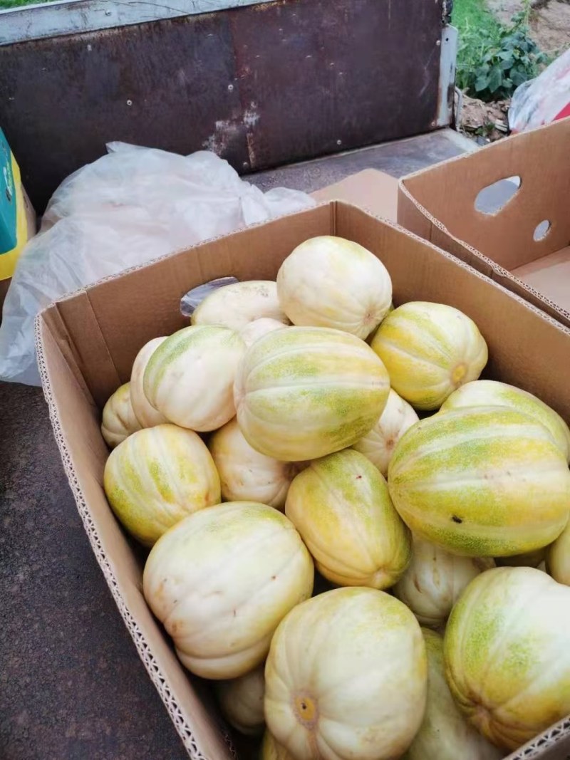甜瓜，品种有，甜妃，糖妃，艺麻蜜