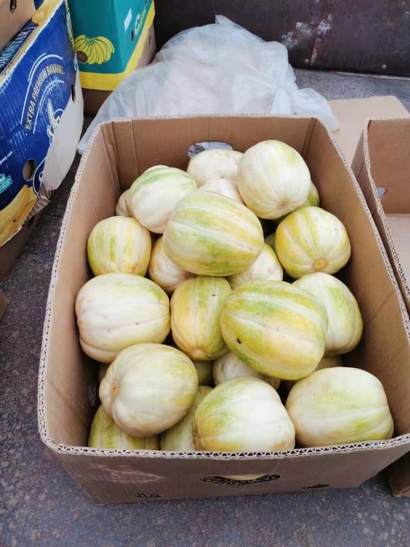 甜瓜，品种有，甜妃，糖妃，艺麻蜜