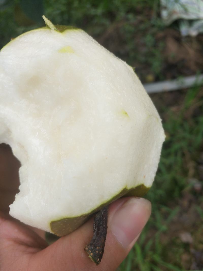 脆冠梨子大果园批发