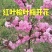 吉林省辽源市东丰县小四平镇自己家苗甫苹果树苗鸡心树苗种