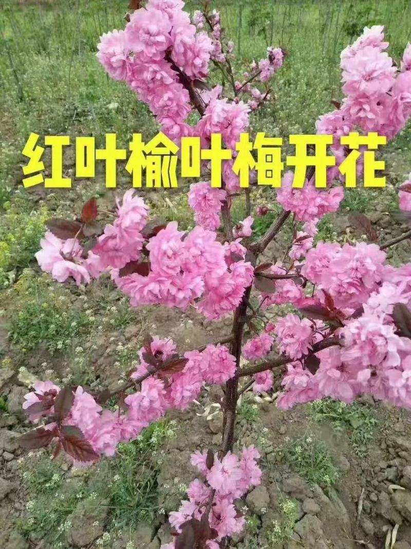 吉林省辽源市东丰县小四平镇自己家苗甫苹果树苗鸡心树苗种