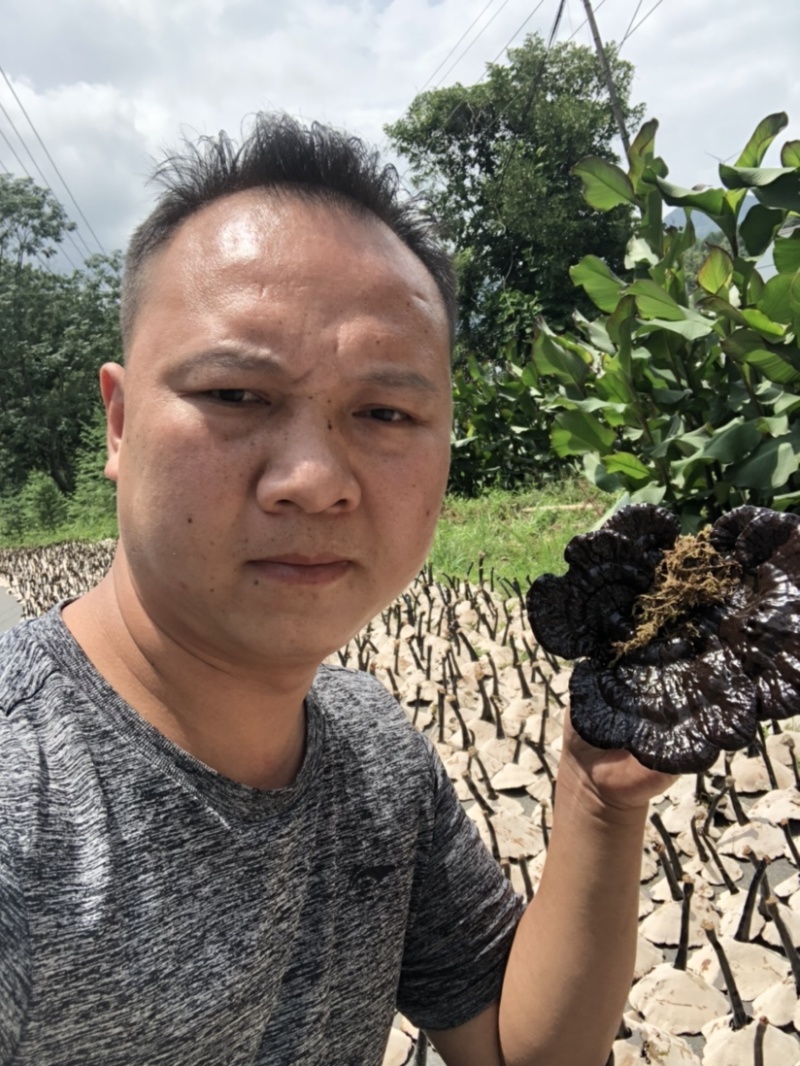 2024年仿野生种植灵芝8号长脚灵芝。