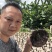 2024年仿野生种植灵芝8号长脚灵芝。