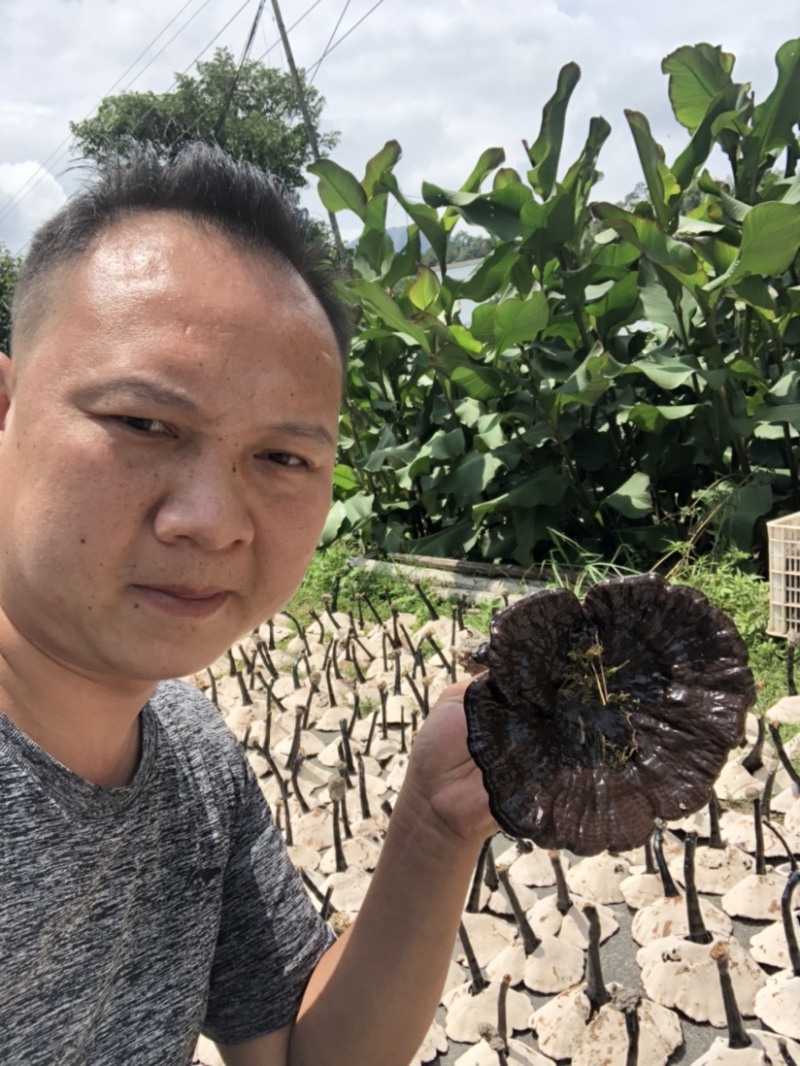 2024年仿野生种植灵芝8号长脚灵芝。