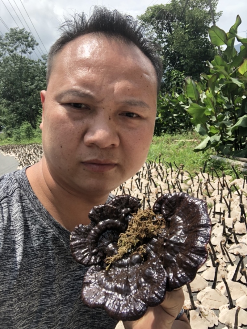 2024年仿野生种植灵芝8号长脚灵芝。