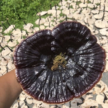2024年仿野生种植灵芝8号长脚灵芝。