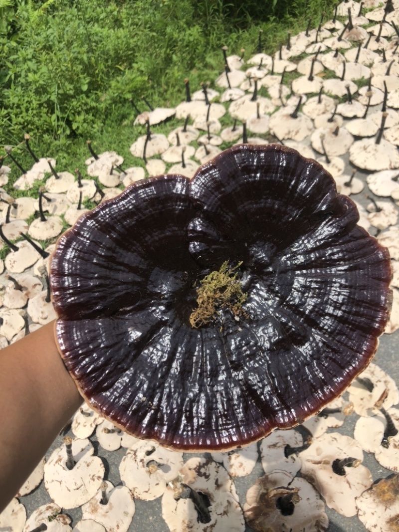 2024年仿野生种植灵芝8号长脚灵芝。