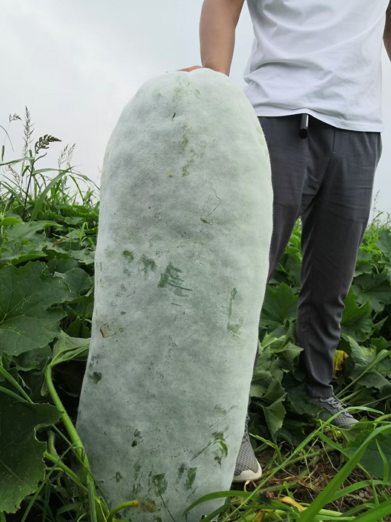 欧粉三号白皮冬瓜黑皮长条瓜大量上市中专业摘瓜工人