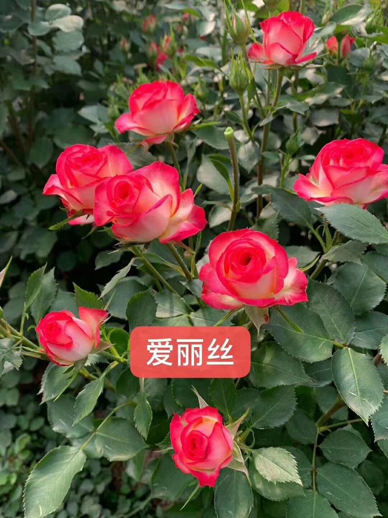 玫瑰苗云南四季玫瑰苗一年四季开花苗圃直发提供技术