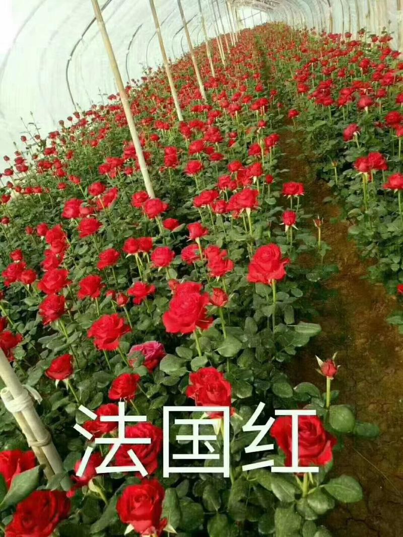 玫瑰苗云南四季玫瑰苗一年四季开花苗圃直发提供技术