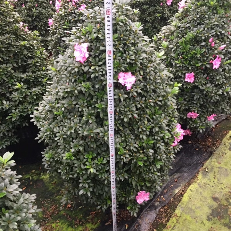 杜鹃花12年西玛圣诞树造型年宵花一颗起批