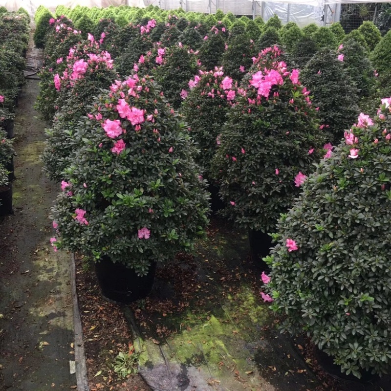 杜鹃花12年西玛圣诞树造型年宵花一颗起批