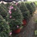杜鹃花12年西玛圣诞树造型年宵花一颗起批