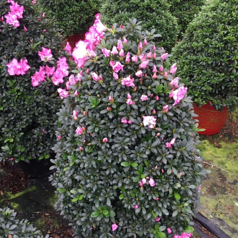 杜鹃花12年西玛圣诞树造型年宵花一颗起批