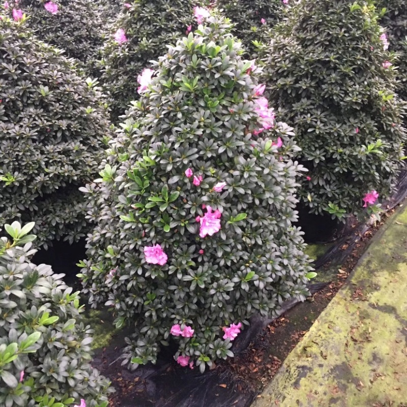 杜鹃花12年西玛圣诞树造型年宵花一颗起批