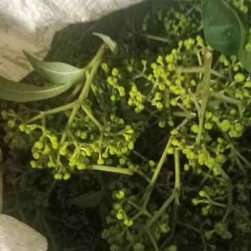 吴茱萸