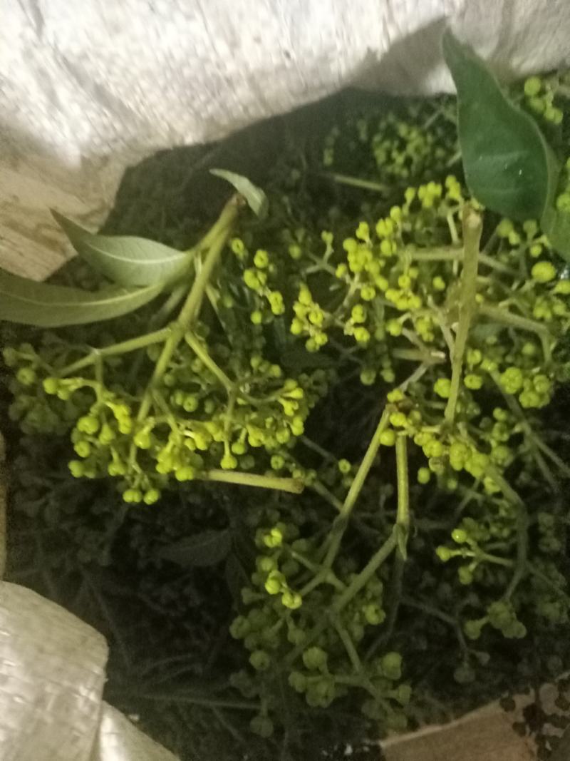 吴茱萸