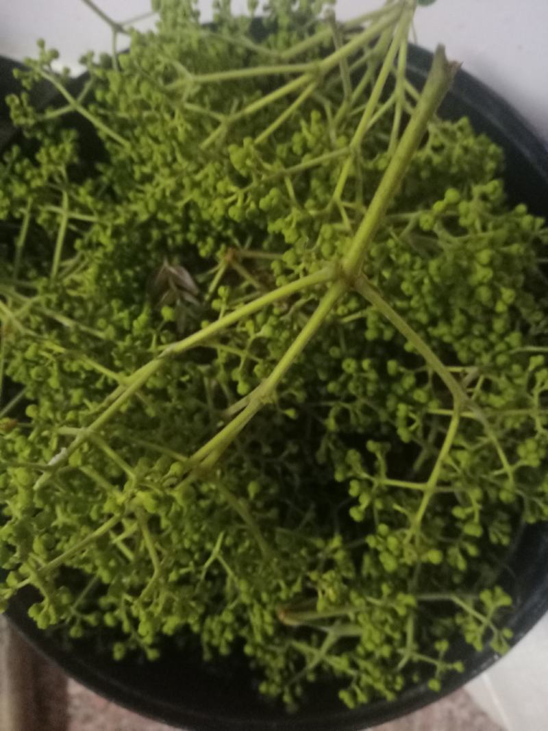 吴茱萸