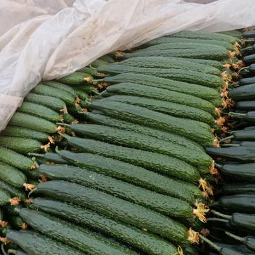 山东兰陵精品密刺油亮黄瓜，产地供应，一手货源，保质保量