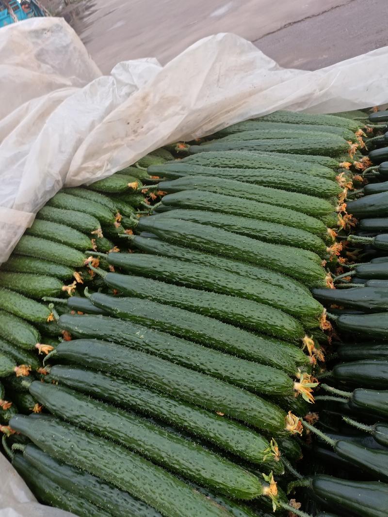 山东兰陵精品密刺油亮黄瓜，产地供应，一手货源，保质保量