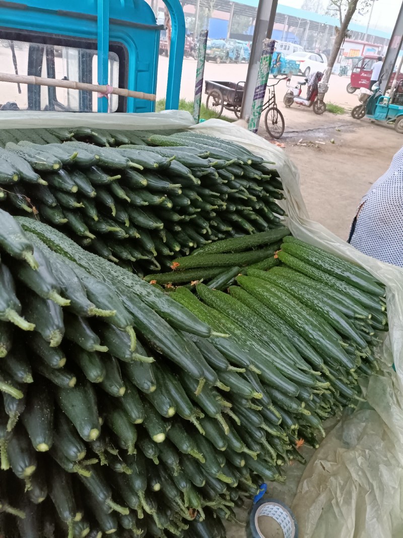 山东兰陵精品密刺油亮黄瓜，产地供应，一手货源，保质保量
