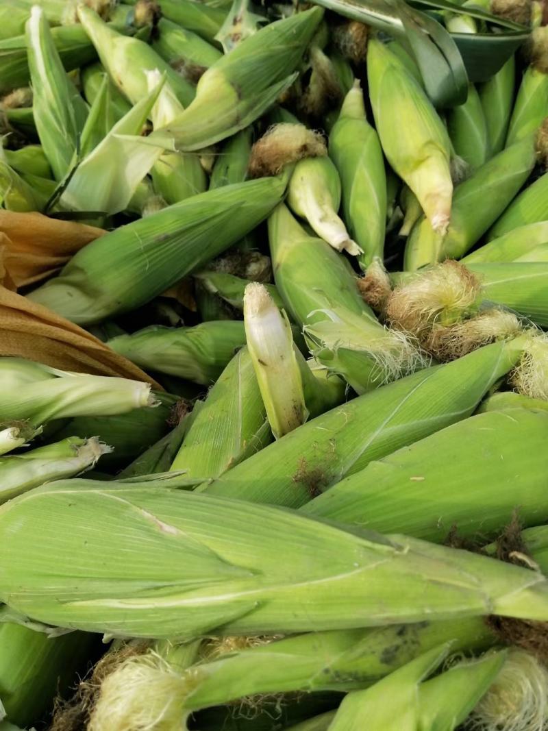 鲜玉米，甜糯