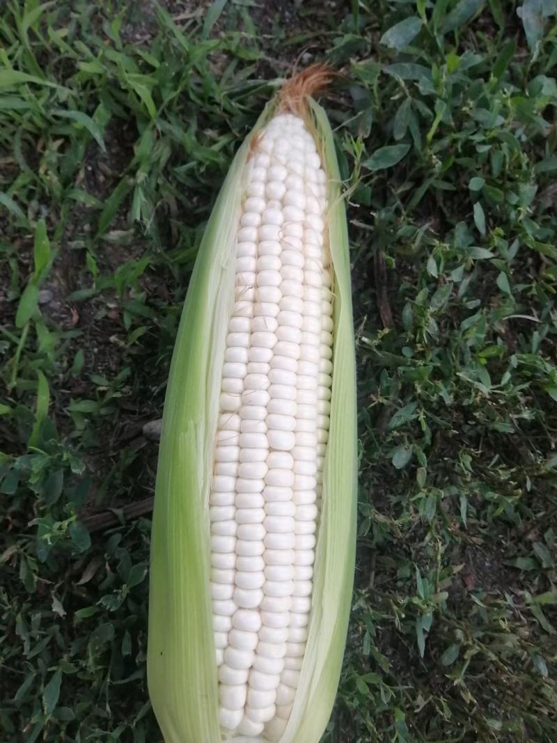 鲜玉米，甜糯