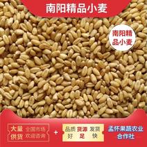 河南省南阳市邓州市2019年小麦白麦比例40%5000吨