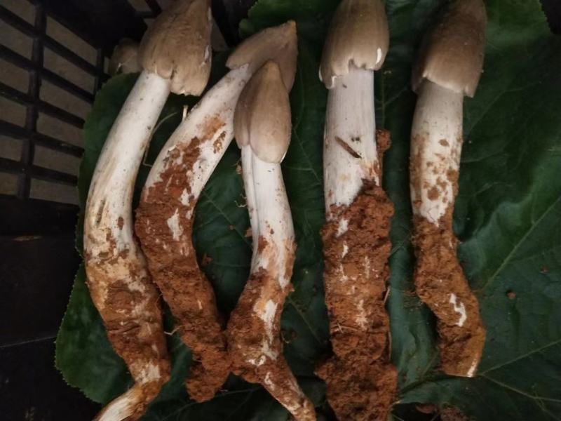 鸡枞菌，三白菇，伞把菇，贵州大山深处的馈赠，