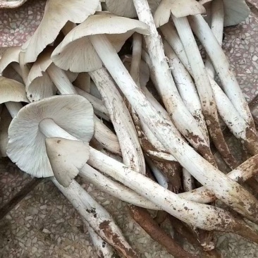 鸡枞菌，三白菇，伞把菇，贵州大山深处的馈赠，
