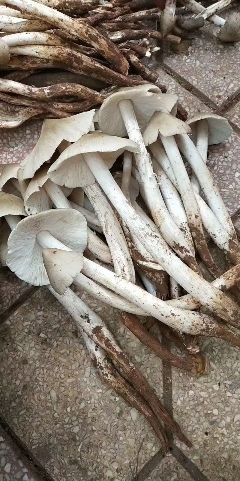 鸡枞菌，三白菇，伞把菇，贵州大山深处的馈赠，