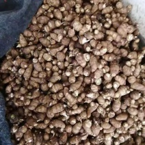 【**推荐】大棚芋头大量上市货源充足质量优