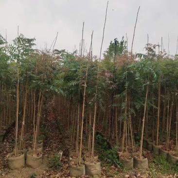 黄连木袋苗地径1.8-2.2公分