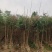 黄连木袋苗地径1.8-2.2公分