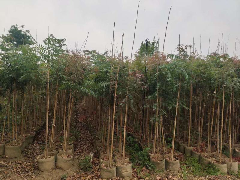黄连木袋苗地径1.8-2.2公分